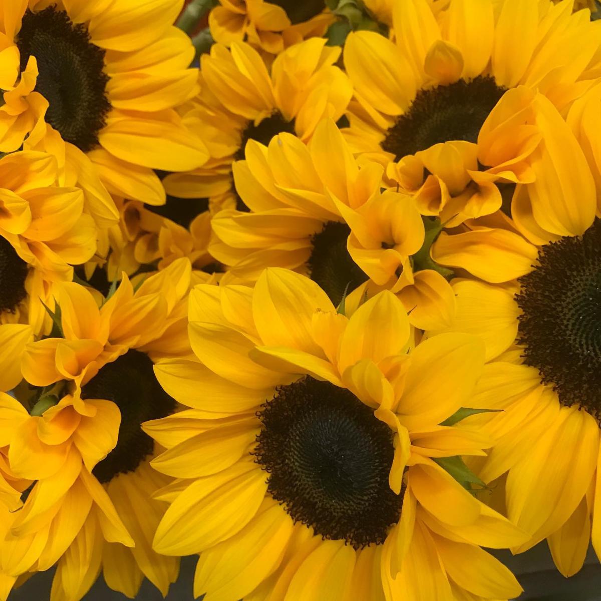 Tillie's Flower Shop Wichita KS, 672183714