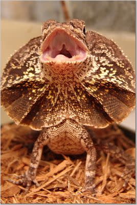 Go Lizards Exotic Pet Store Dog Grooming Bonner Springs KS 66012