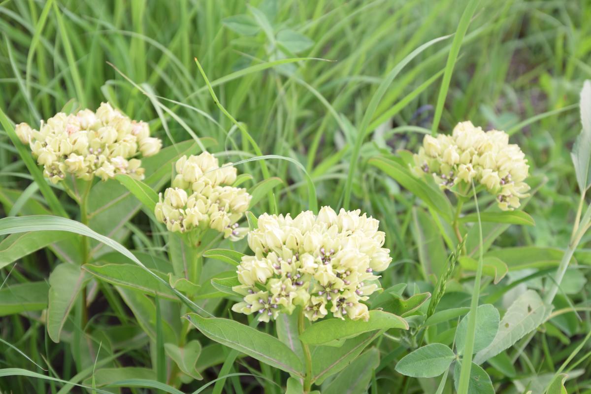 GrantBradbury Nature Trail Topeka KS, 66619