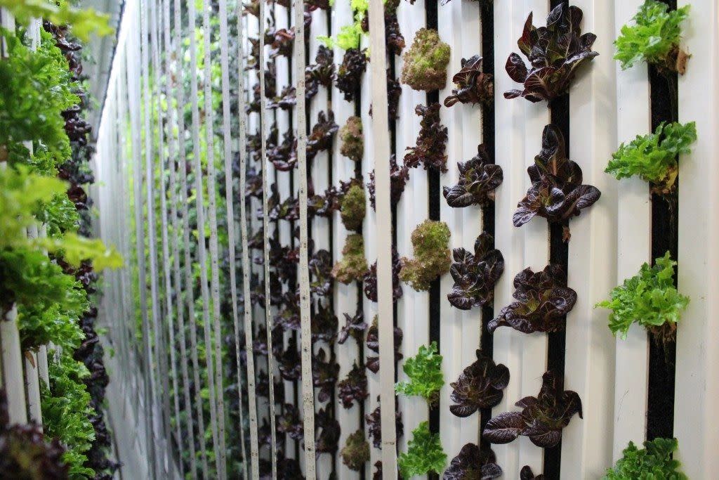 Leafy Green Farms LLC Pittsburg KS, 66762