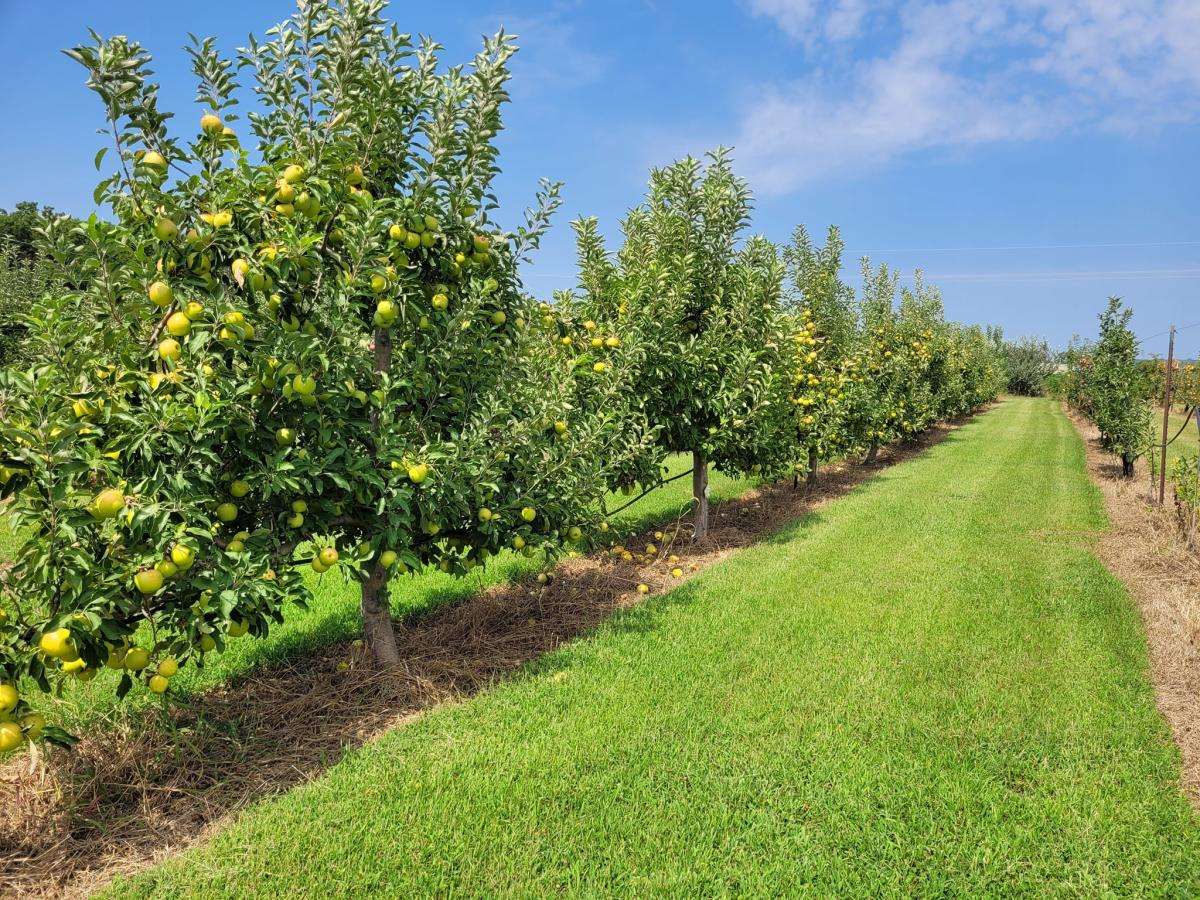 39th Parallel Nursery and Orchards