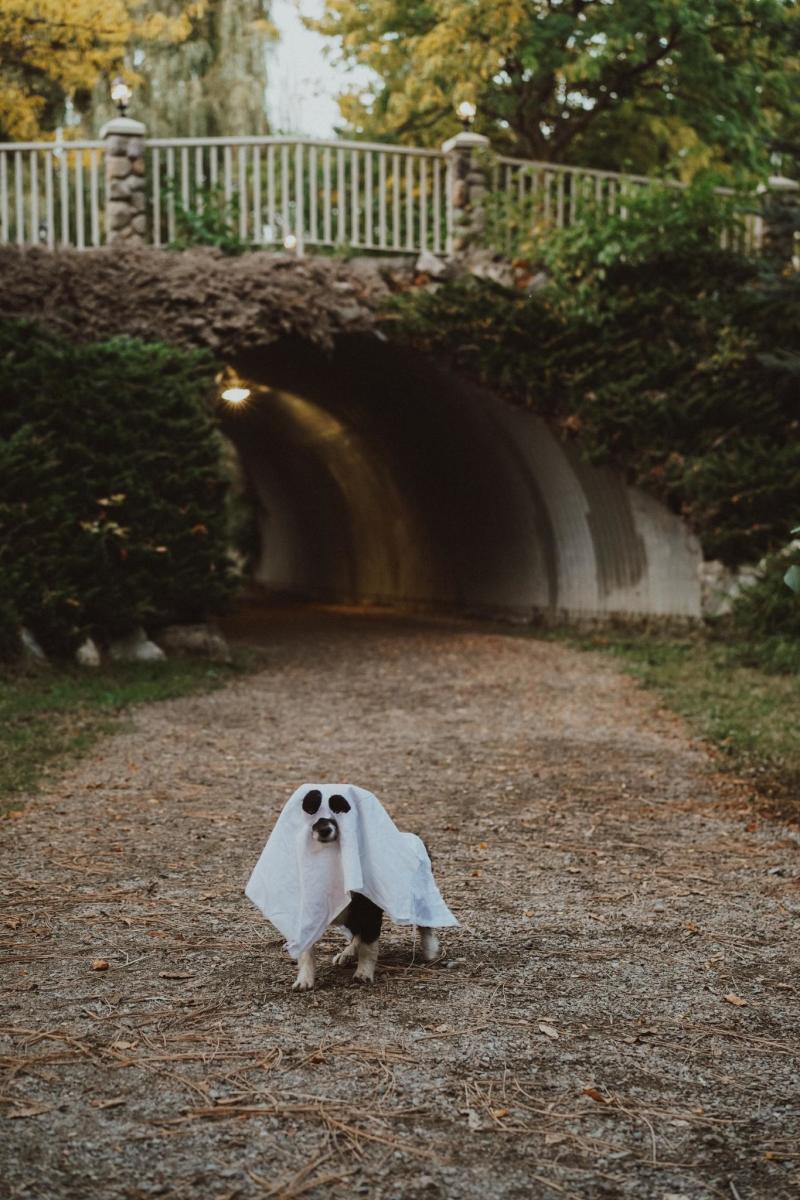 Halloween Howl