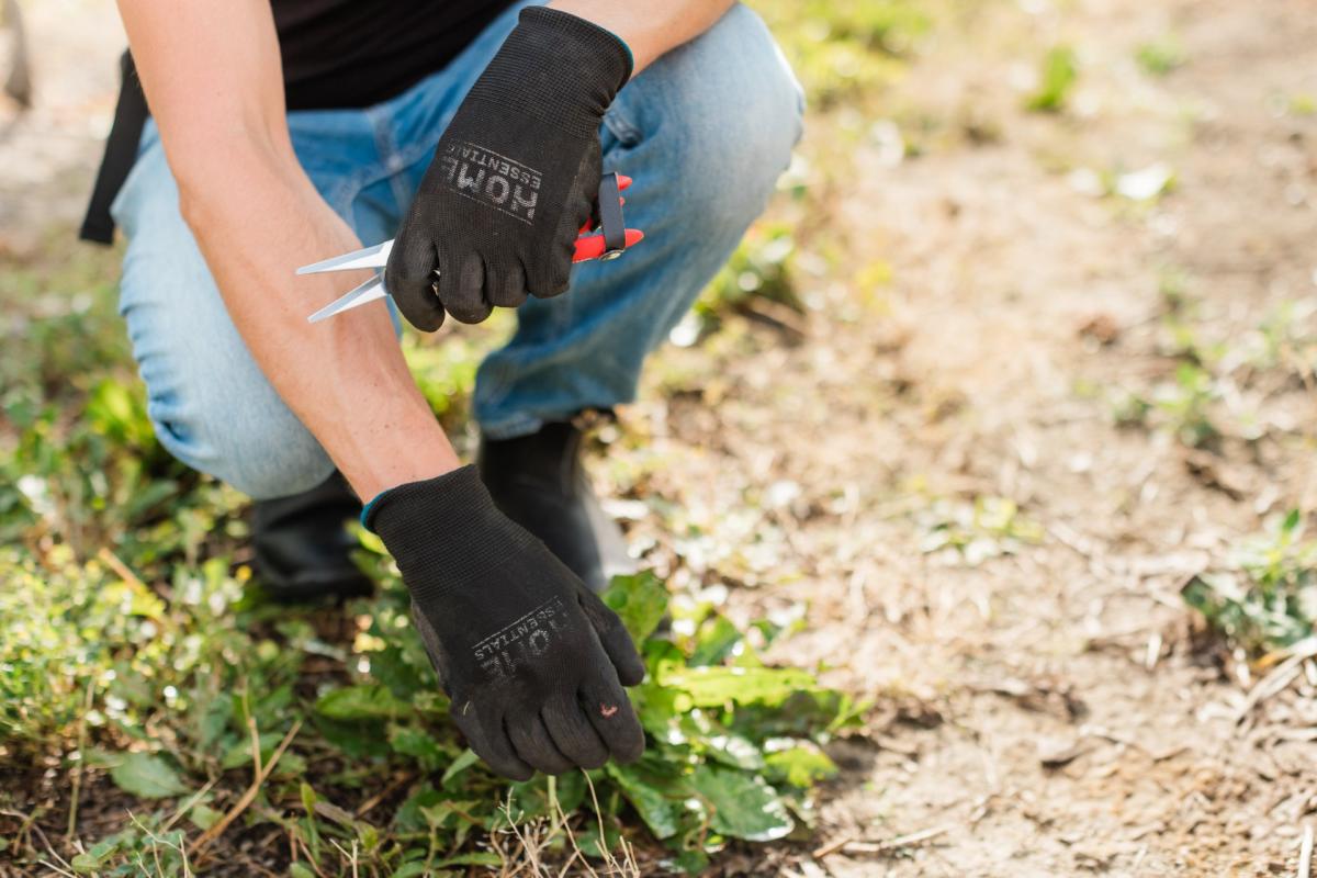 Stretching Your Harvest: Batch Cooking