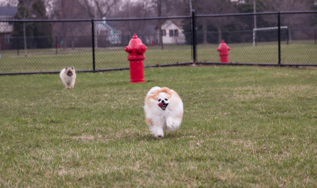 K9 Korner Dog Park Kenosha, WI