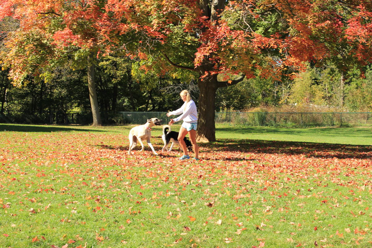 Carlisle Family Dog Park Kenosha, WI
