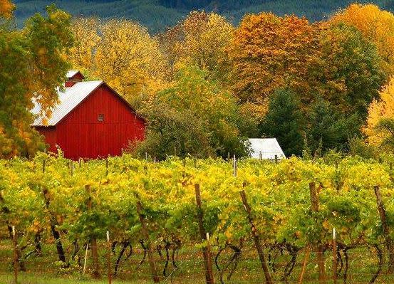 Flyer or photo for Friday Night Live Music at Saginaw Vineyard