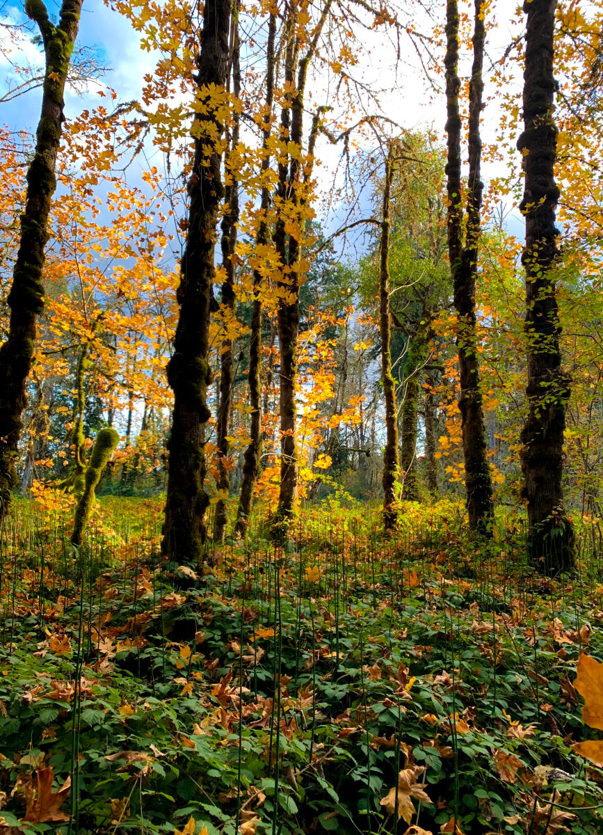 Elijah Bristow State Park