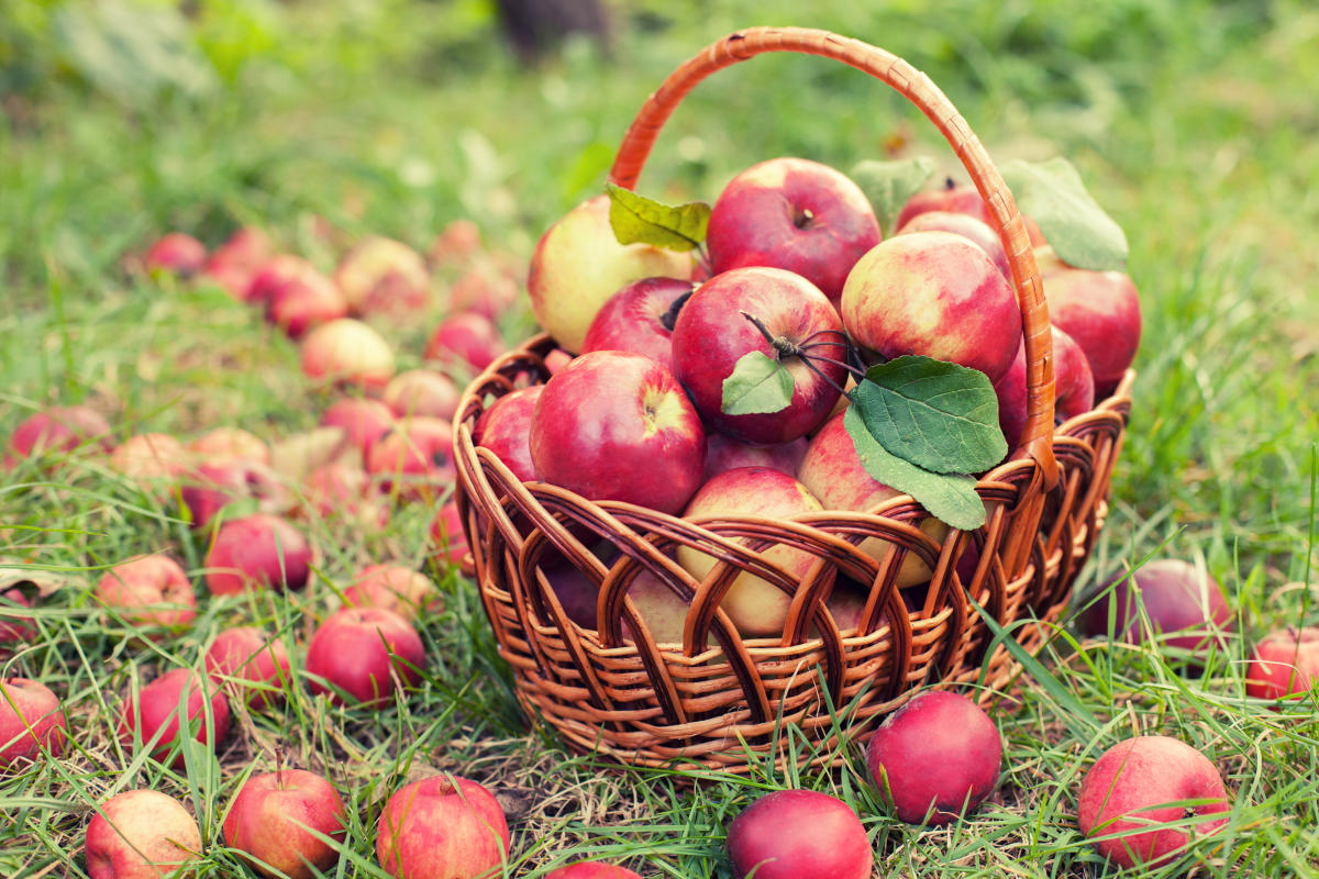 Flyer or photo for Apple Daze: Fall Activities at Detering Orchards