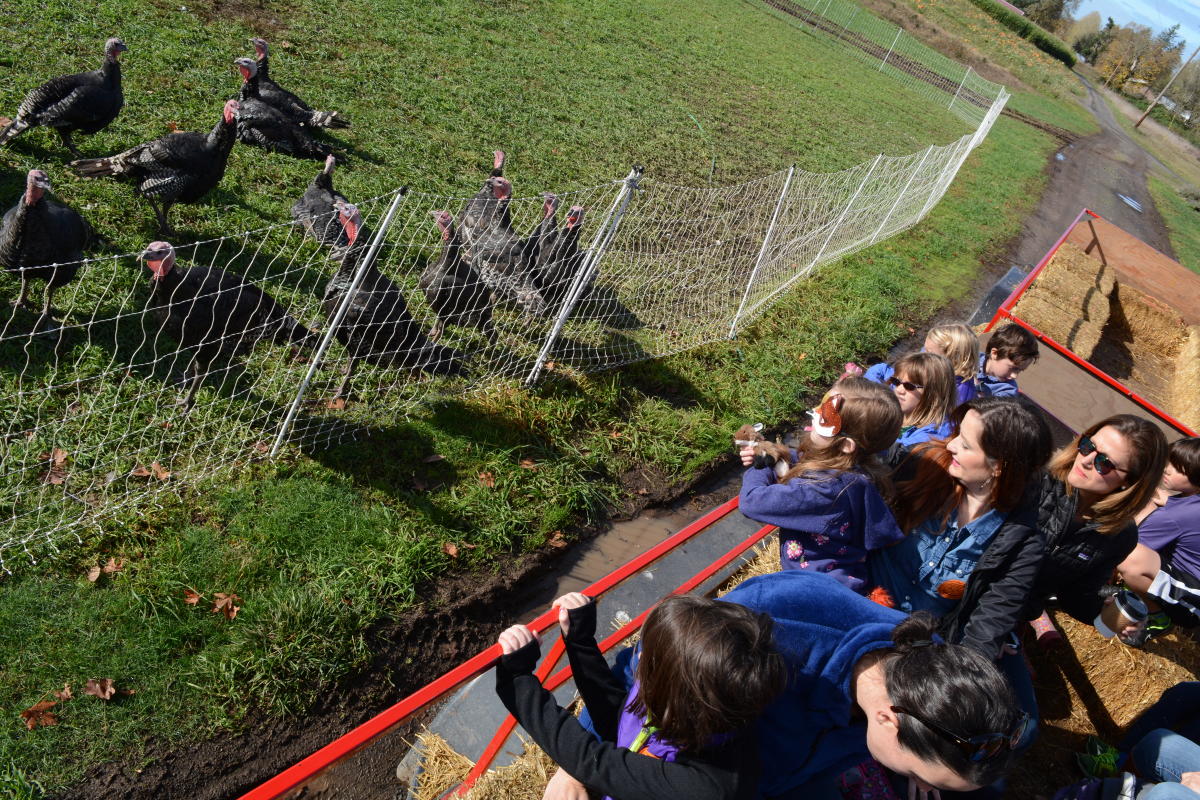 Flyer or photo for Harvest Days & Corn Maze