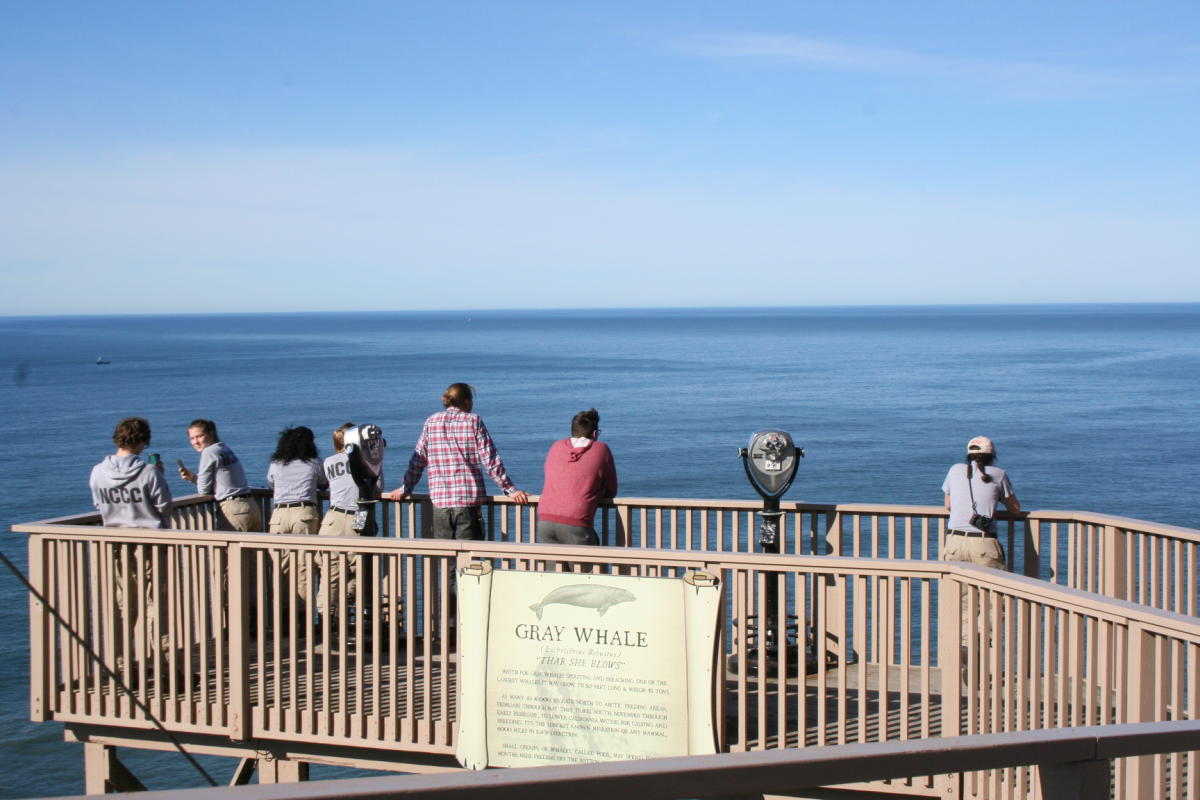 Flyer or photo for Winter Whale Watch Week
