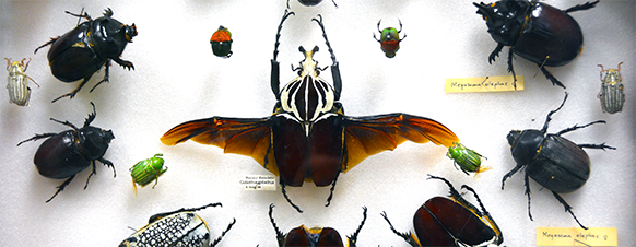 Uwyo Insect Collection Attractions Things to Do (Activities) University of Wyoming Insect ...