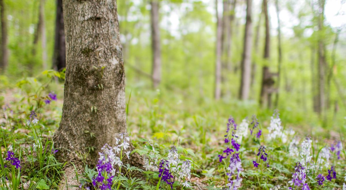 Sally Brown & Crutcher Nature Preserve Lexington, KY VisitLex