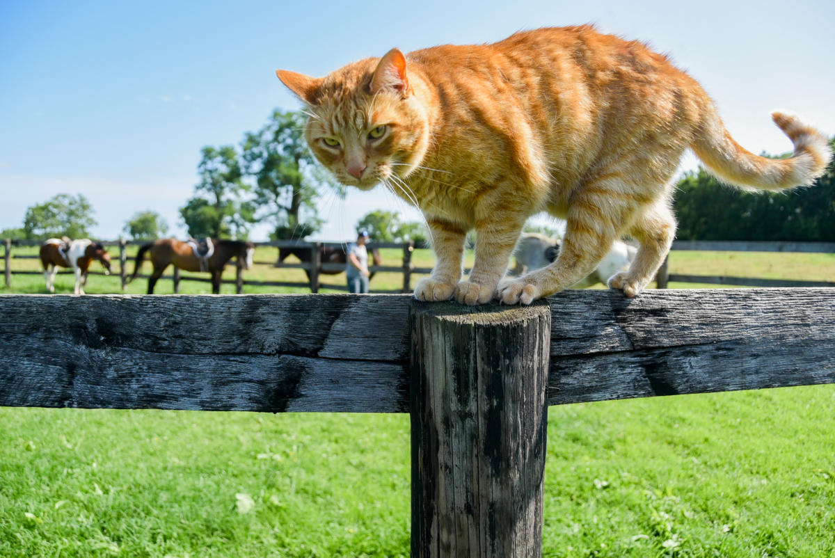 Masterson Station Park Lexington, KY VisitLex