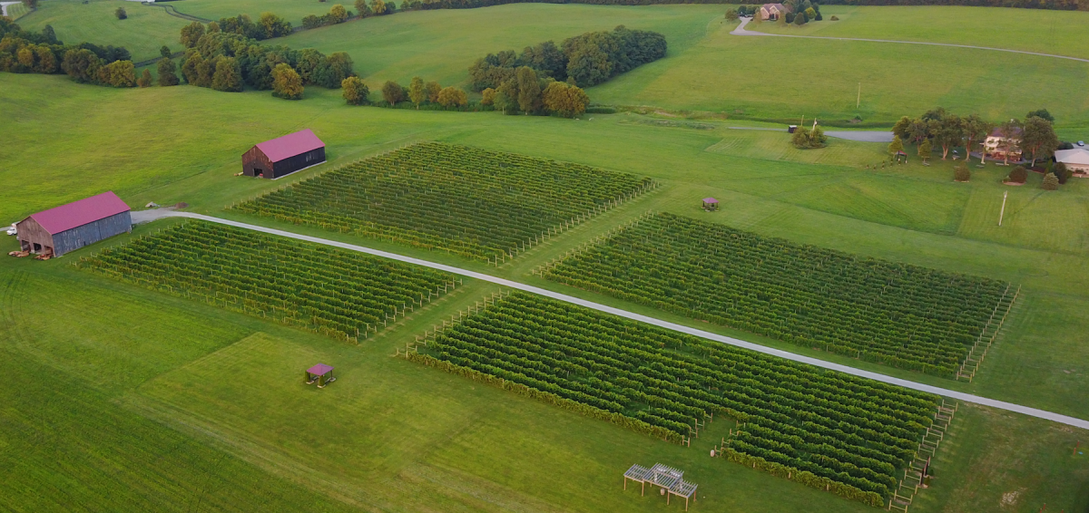 Talon Winery & Vineyards - Lexington, KY - VisitLex