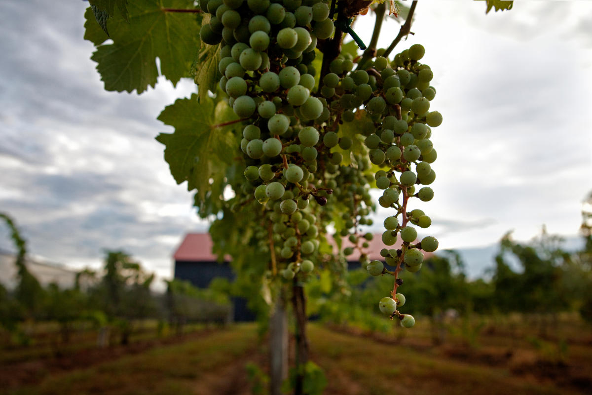 Talon Winery & Vineyards Lexington, KY VisitLex