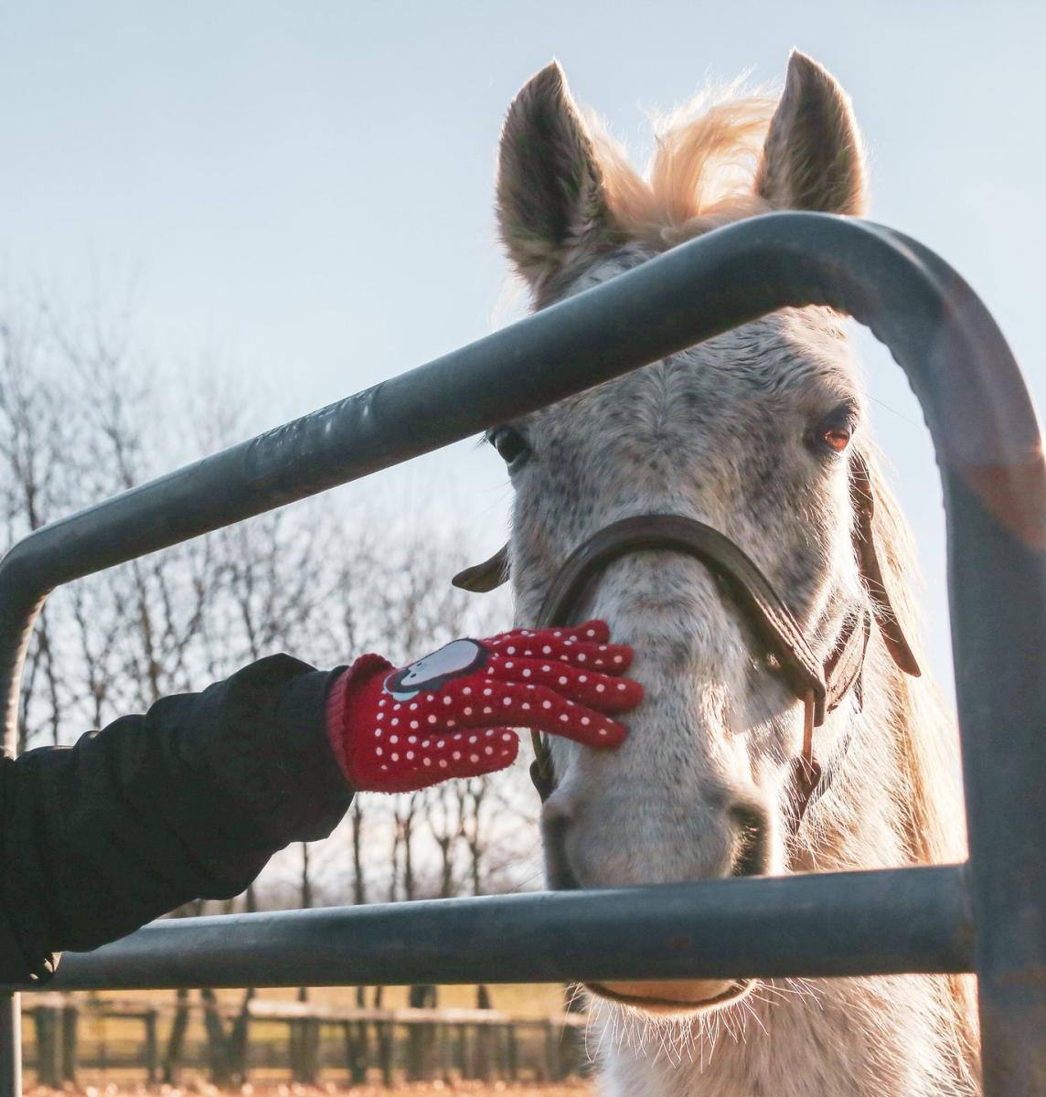 Kentucky Equine Adoption Center Lexington, KY VisitLex