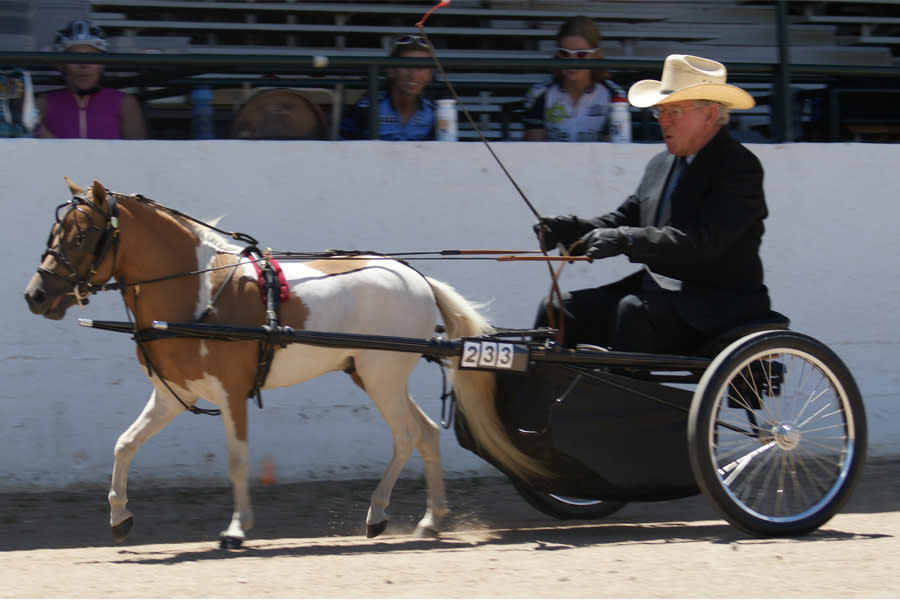 Mini Horses Rodeo Miniature Horse Show
