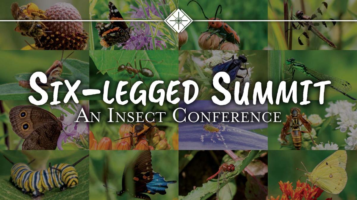 Fly Insect Summiting Six-legged Summit: An Insect Conference | Middleton, WI
