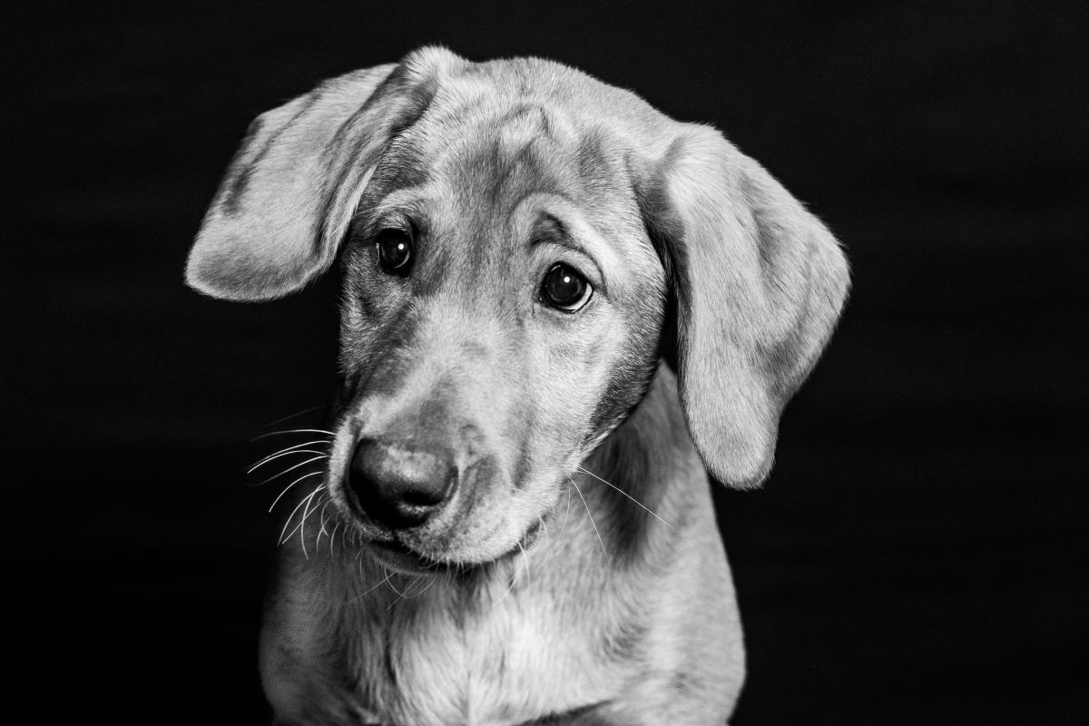 pooch-playoffs-2025-monona-wi