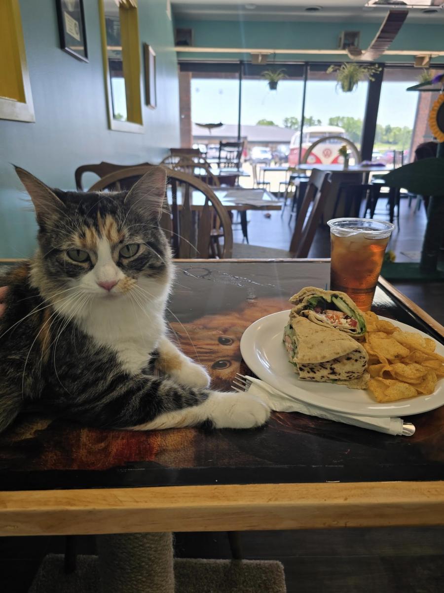 Sunflower Cat Cafe sunflower-cat-cafe