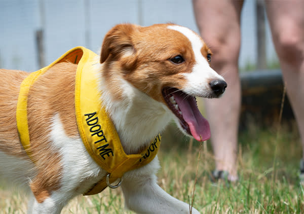 Animal Adoption Event