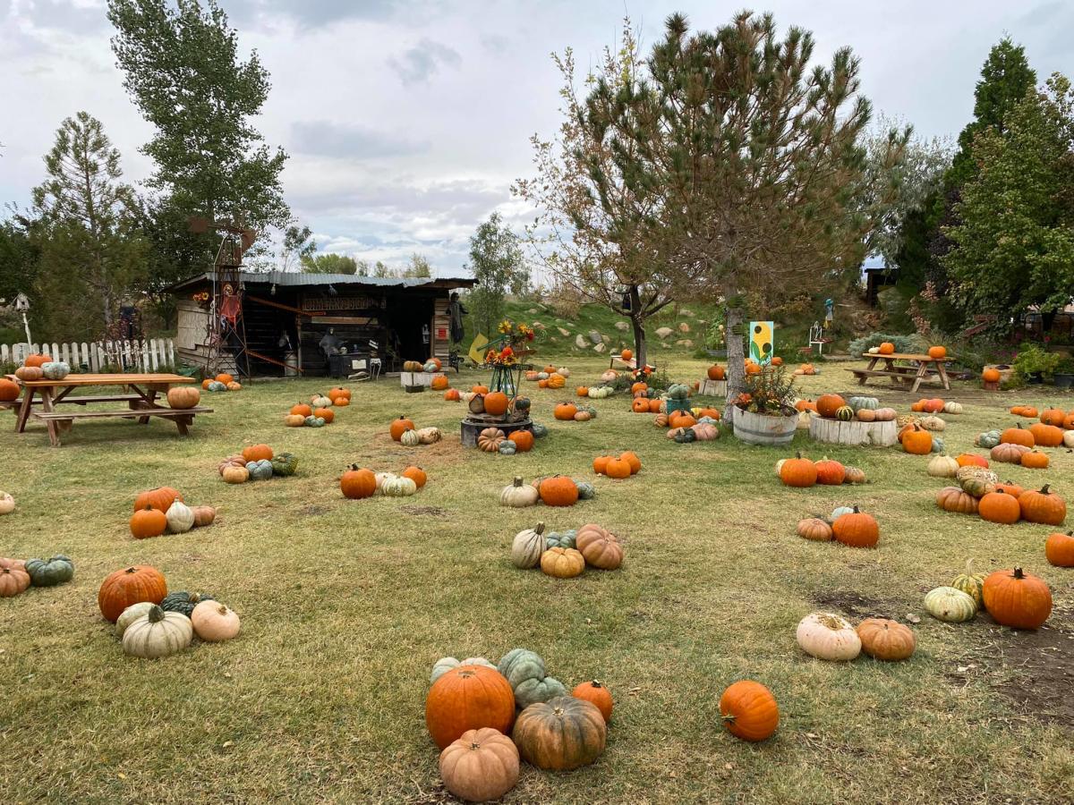 Chalfant Pumpkin Patch