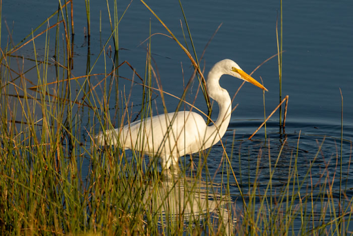 Winery Lake Bird Walk