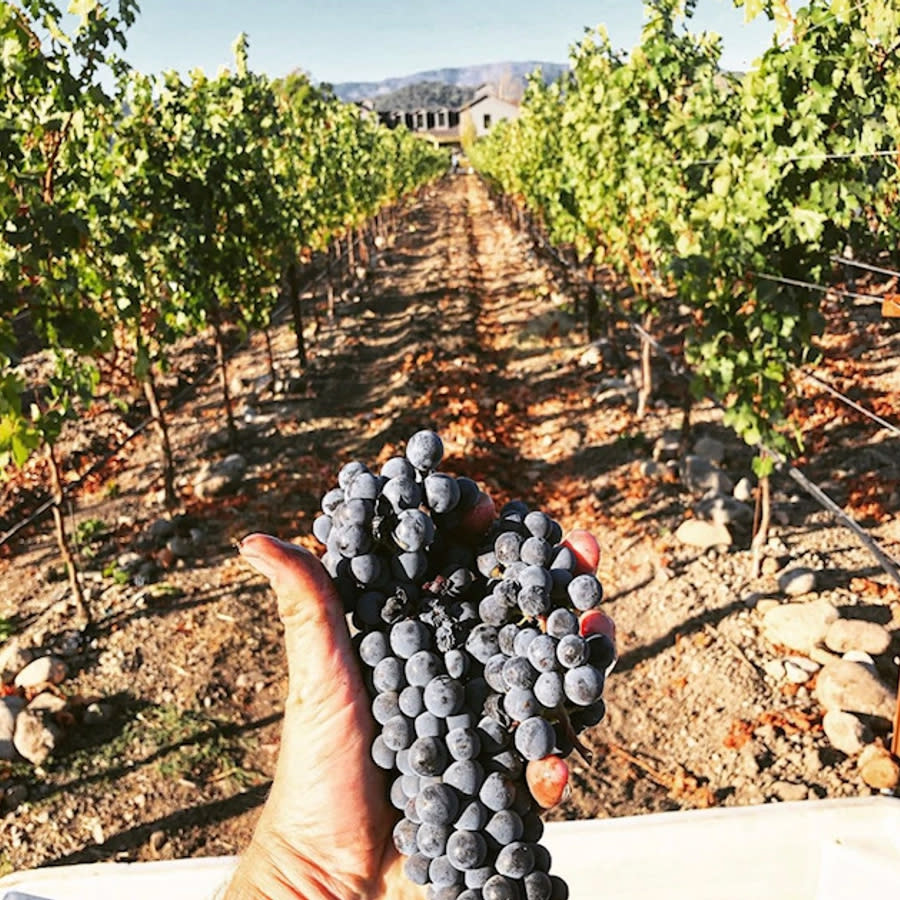 Napa Culbertson Mt