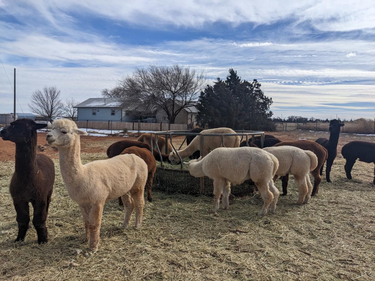 Walk & Talk Alpaca Farm Tours Clovis, NM 88101
