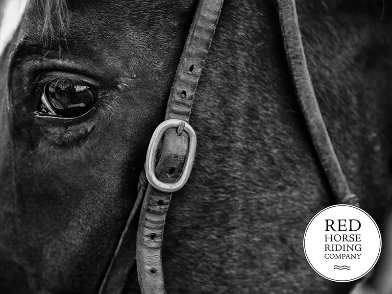 Red Horse Riding Company Corrales, NM 87048