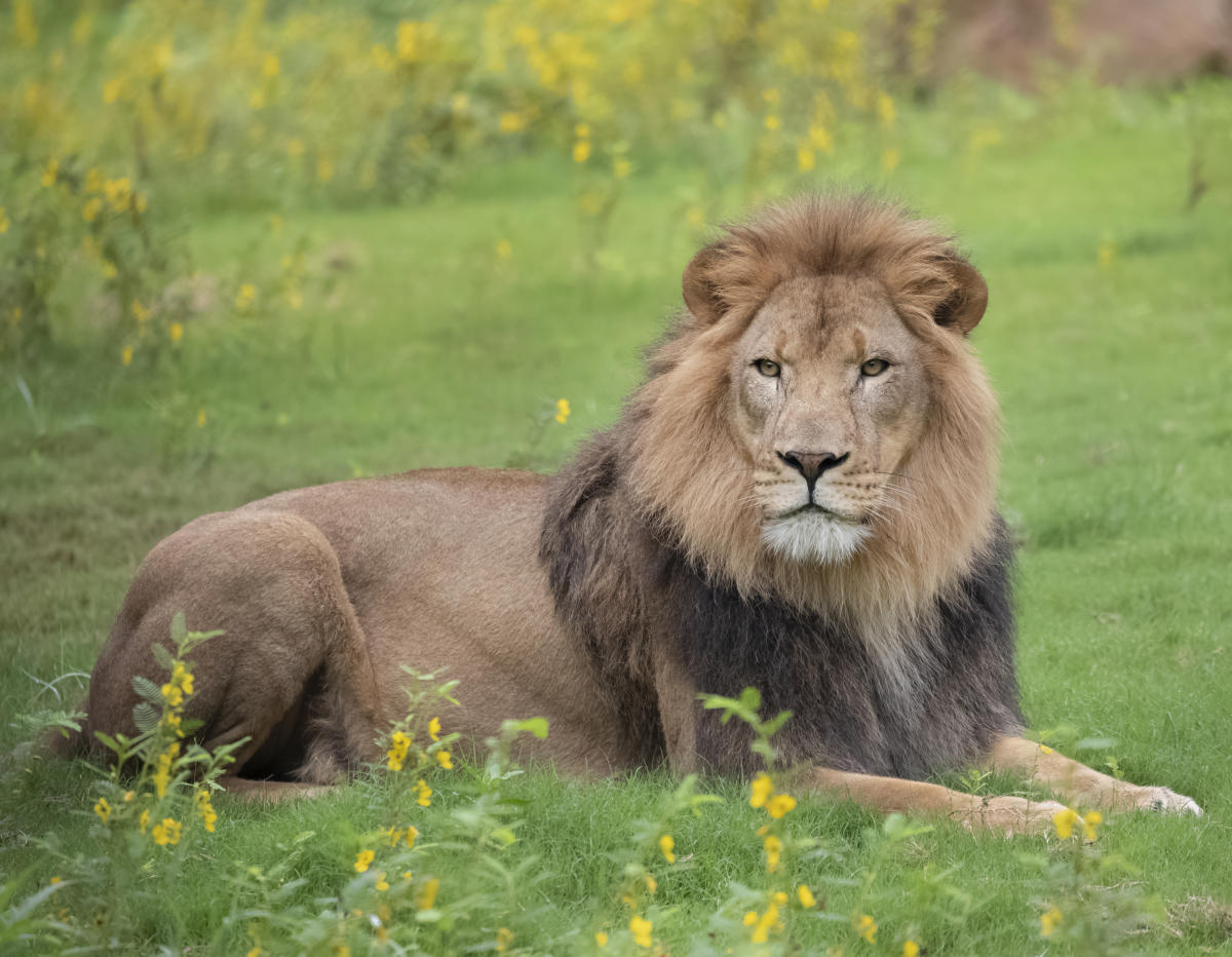 Lions submit planning permission for new training ground