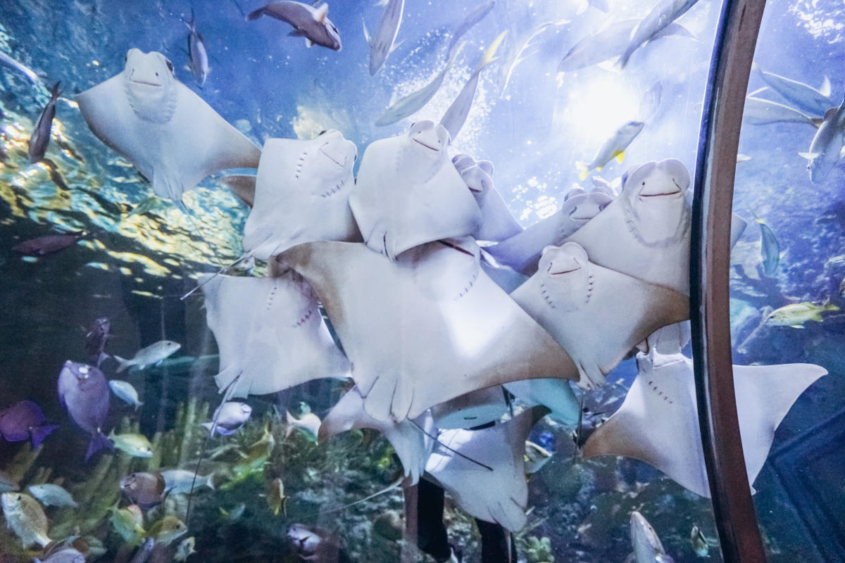Audubon aquarium promo code new arrivals