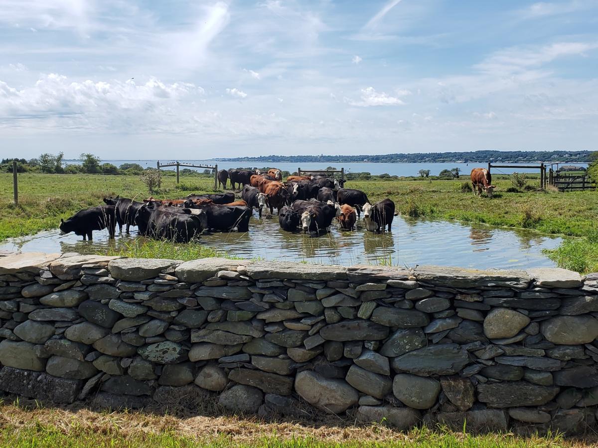 White Rock Farm | Little Compton, RI | Discover Newport