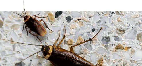 Terminix Insect Terminix
