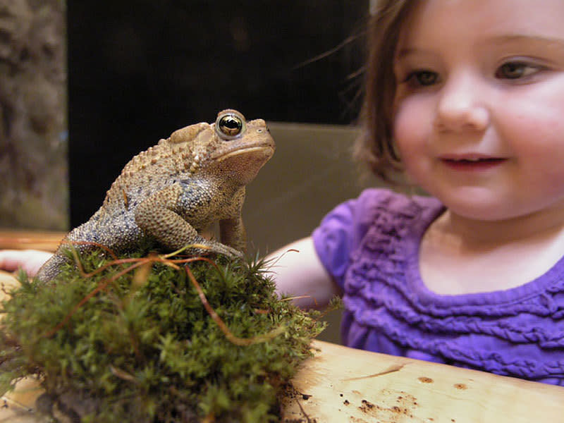 Hudson Highlands Nature Museum Cornwall, NY 12518