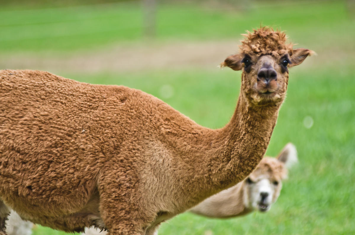 専用　2024AW Beaver Finished Alpaca Wool 専用 2024AW Beaver Finished Alpaca Wool Upcycled Alpaca Wool Big