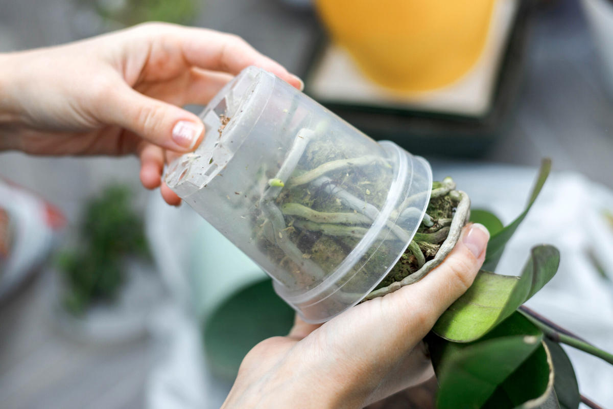 Orchid Repotting with the Niagara Frontier Orchid Society | Buffalo, NY 14218