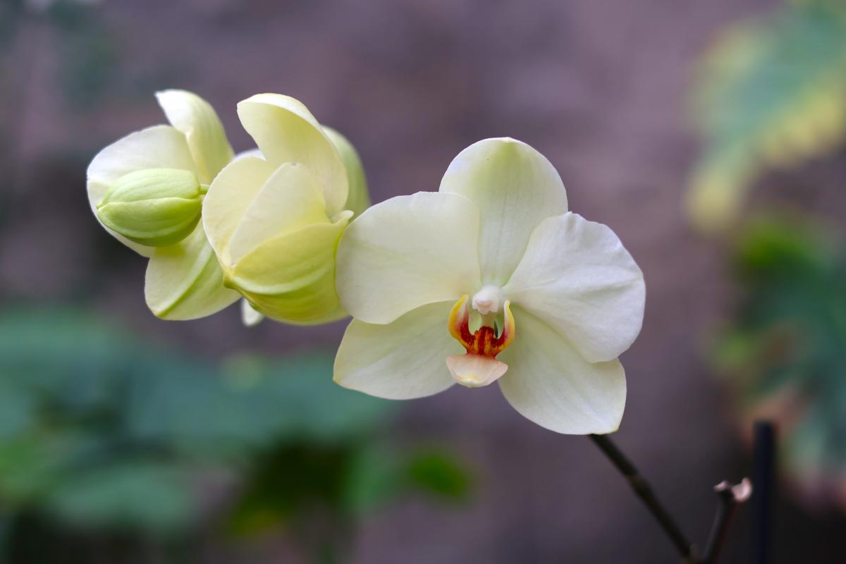 Orchid Sale at the Botanical Gardens | Buffalo, NY 14218