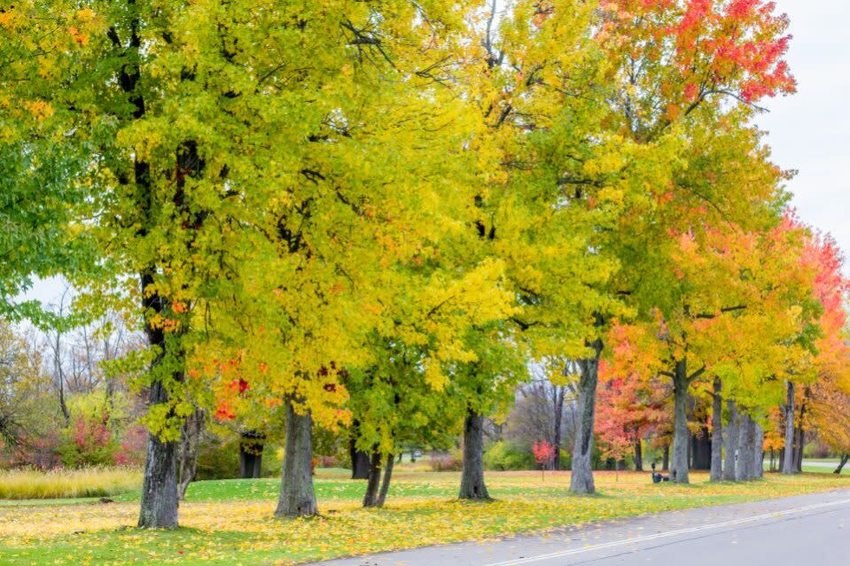 South Park | Buffalo, NY 14218