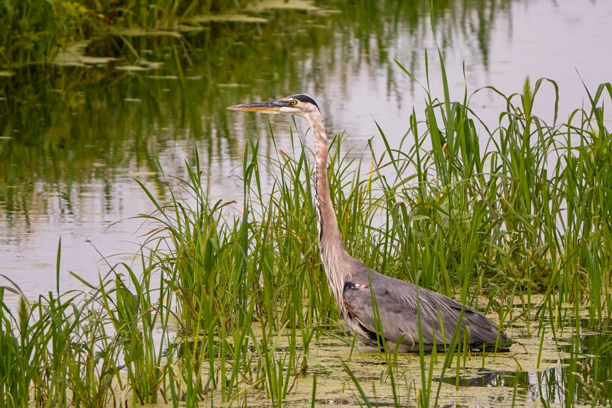 Montezuma National Wildlife Refuge Seneca Falls, NY 13148