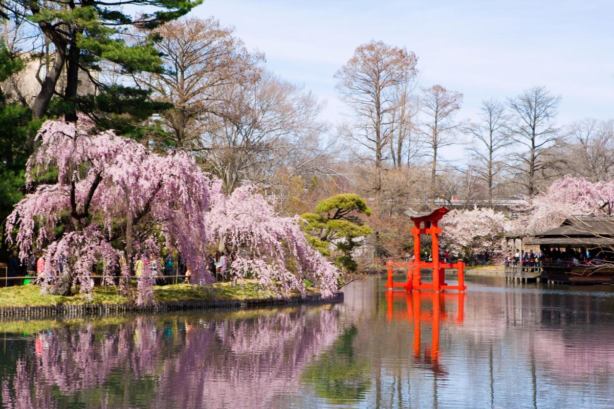 brooklyn-botanic-garden-logo-a-perfect-surprise-proposal-at-the