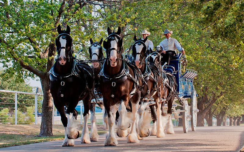Express Ranches Clydesdale Center Yukon, OK