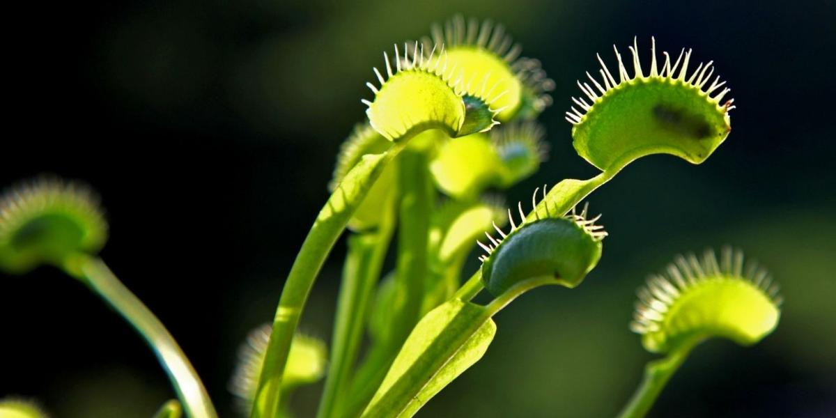 Lauritzen Gardens: Wicked Plants Display