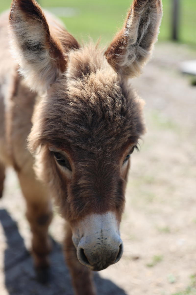 Miniature Donkey Visits