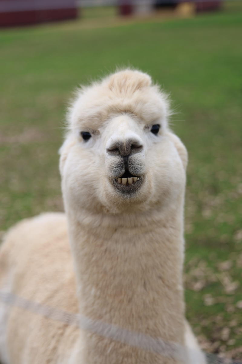 Alpaca Experience and Fibre Nesting Ball Workshop