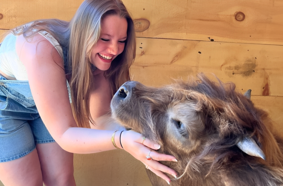 Mini Highland Cow Experience