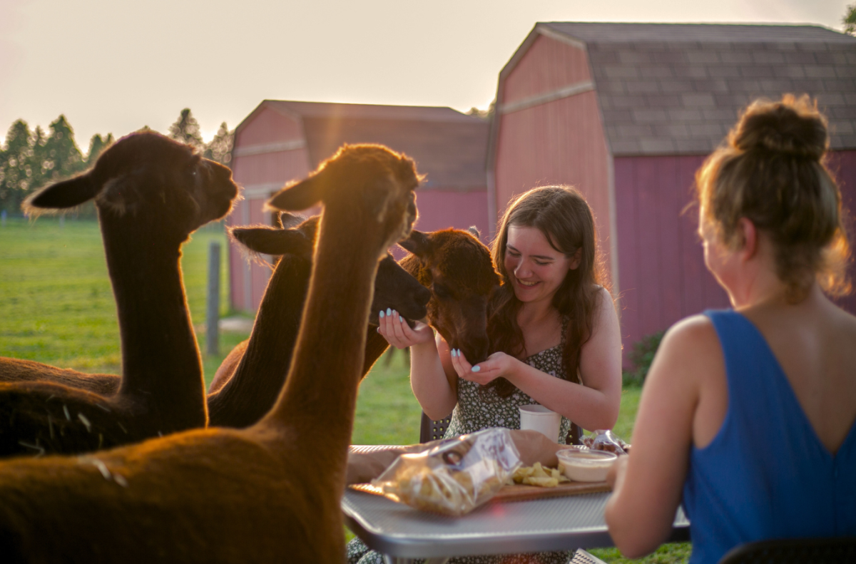 Alpaca Sunset Picnic
