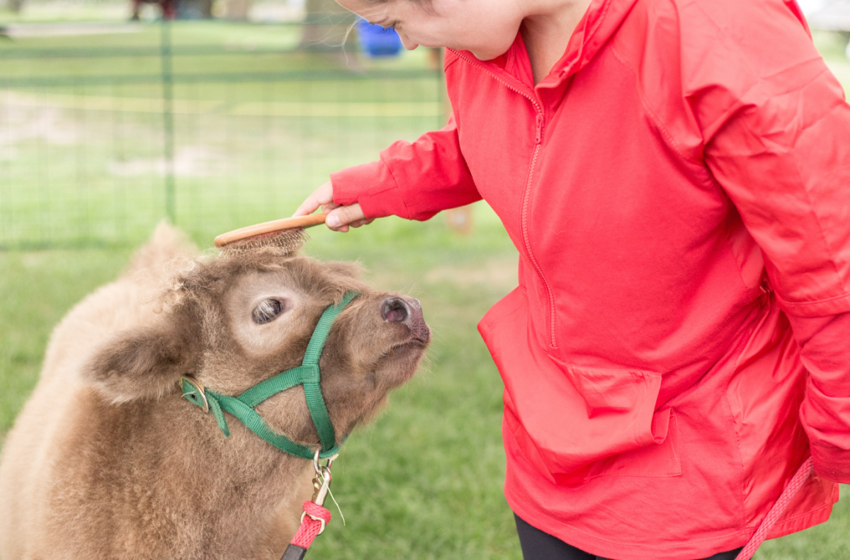 Micro and Mini Highland Calf Meet & Greet