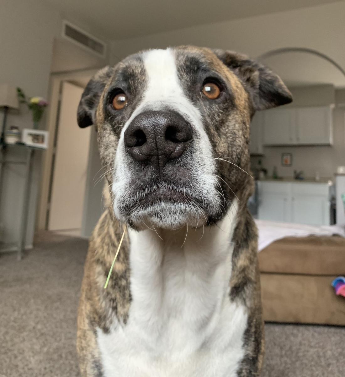 The Simpleview Hotel