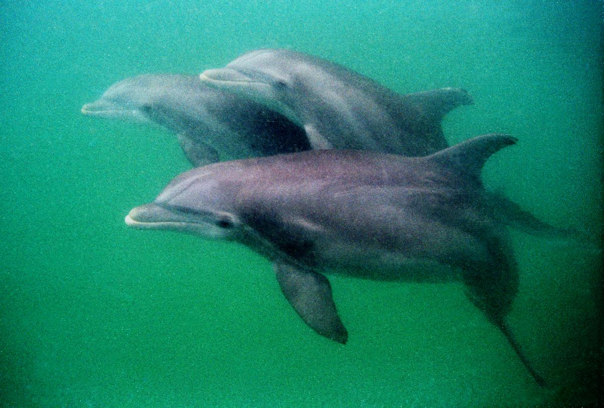Water planet dolphin swim tours
